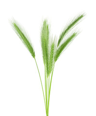 Fototapeta premium Group of green spikelets isolated on a white background
