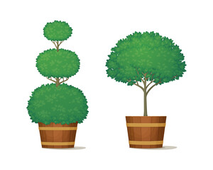 Fototapeta na wymiar Trimmed bushes with lush green foliage in wooden planters. Ornamental potted trees for indoor or garden decoration. Vector illustration. Summer, spring icon. Topiary.