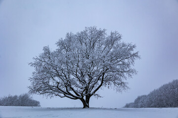 Baum im schnee2