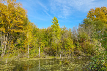 Fototapeta premium Quiet lake in the forest. The water surface is covered with islets of river vegetation. The weather is clear and calm, the trees along the banks are preparing for autumn
