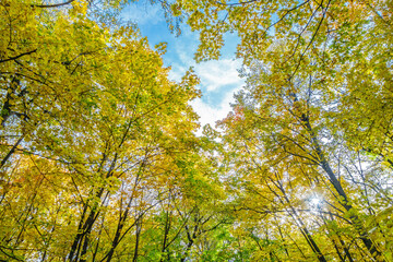 Fototapeta premium Autumn trees in the park. The foliage forms a vault that almost completely hides the sky. The sun's rays are breaking through the foliage