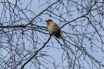 Fieldfare (Turdus pilaris)