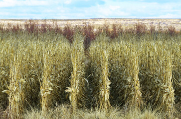 Fototapeta premium Geometric Rows of Golden Winter Cornstalks in Agricultural Farm Field of Wildlife Forage in New Mexico
