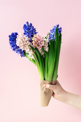 Bouquet of hyacinth flowers in the human's hand on a pink background. Concept of the March 8 international women's day and spring.