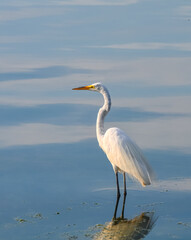 Great Egret (Ardea alba) standing in still water. Copy space.
