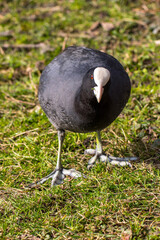 Eurasian Coot (Fulica atra)