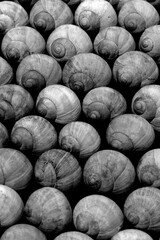 snail shells