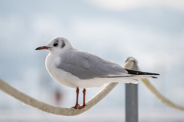 Sitting Gull