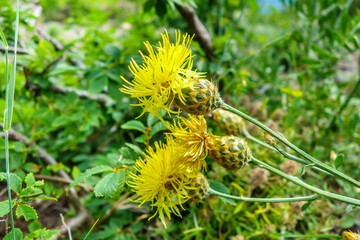 Yellow flowers of Eastern Knapweed during period of their blossom. Centaurea orientalis is classification name