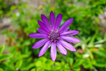 Bright purple flower of Immortelle or Annual Everlasting. It's plant from Southern Europe & Western Asia. Xeranthemum annuum is classification name