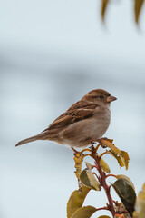 sparrow bird