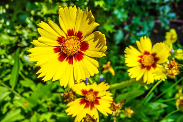 Yellow flowers of Calliopsis or Tickseed during period of blooming. Their classification name is Coreopsis