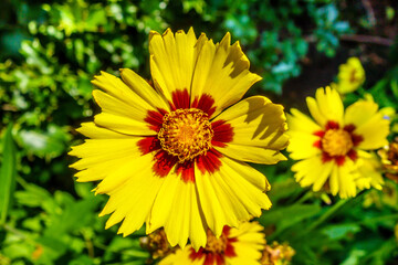 Close up view onto flower of Calliopsis or Tickseed on peak of blooming. Its classification name is Coreopsis