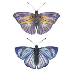 watercolor butterflies. two bright butterflies isolated on a white background. illustration butterfly. insect abstract with wings
