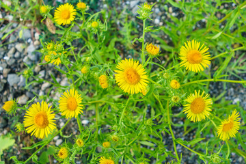 Top view of daisy flowers during their flowering period. You can see the flowers themselves, as well as their buds