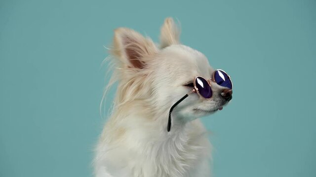 A portrait of a stylish chihuahua sitting in round sunglasses, then getting up and walking away. Pet in the studio on a bluish background. Slow motion. Close up.