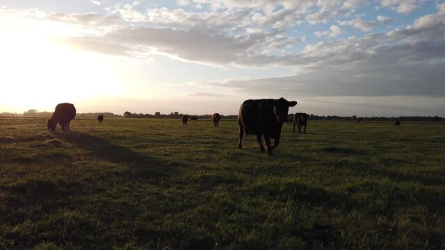 Sundown view of Aberdeen Angus livestock is a Scottish breed of small beef cattle it derives from cows native to the counties of Aberdeenshire in north-eastern Scotland 4k high resolution quality