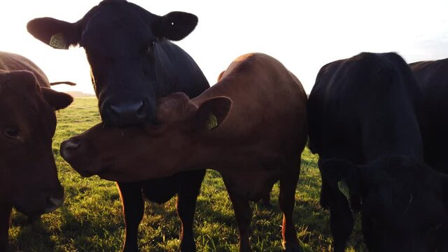 Close up view of Aberdeen Angus livestock is a Scottish breed of small beef cattle it derives from cows native to the counties of Aberdeenshire in north-eastern Scotland 4k high resolution quality