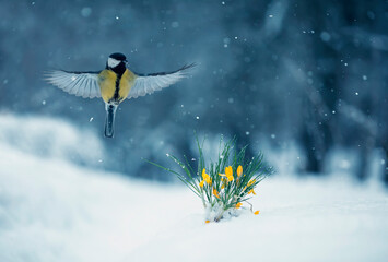 tit flies nearby with a blooming yellow snowdrop in early spring during a snowfall