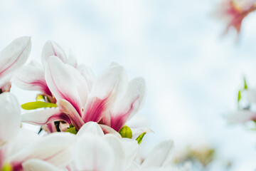 Obraz premium Beautiful White Magnolia Tree with Blooming Flowers during Springtime in English Garden, UK