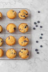 Top View of Homemade Blueberry Muffins on a Cooling Rack with Blueberries Scattered on White and Gray Counter