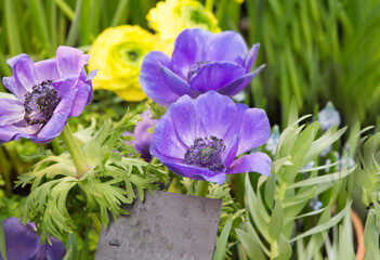 three violet anemone flower background
