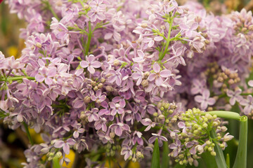 profusely blooming lilac bush background