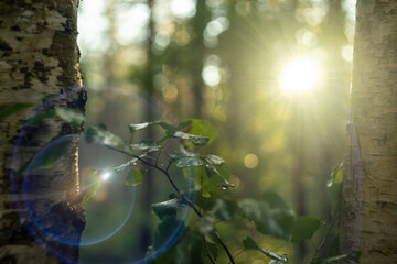 A tree branch with green leaves on the background of the setting sun, blue sunbeams of a round shape and a blurred background.