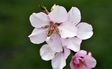 Nahaufnahme einer Zierkirschenblüte im Frühjahr