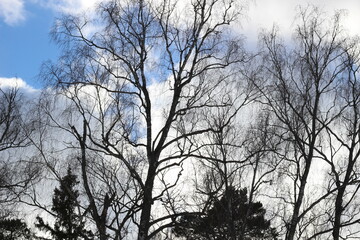 Landscape with nakes birch tree branches and fir trees on white and blue sky in bright march day
