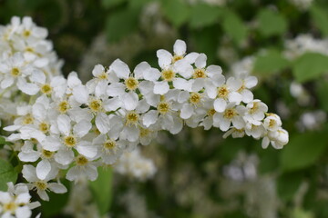 photos,nature,spring,flowers,red apple tree,