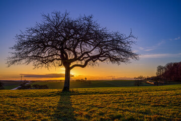 Fototapeta na wymiar ein Baum auf einer Wiese mit aufgehender Sonne im Hintergrund