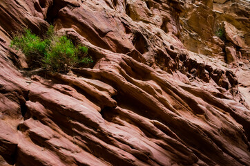 Bush of a drought tolerant plant on red rocks in a Little Wild Horse Canyon. San Rafael Swell, Utah  US