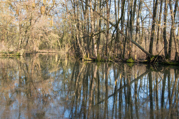 Spiegelungen von Baumst&auml;mmen in einem Teich im Wald.