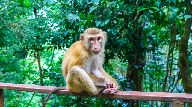 Closeup Shot Of A Cute Monkey Sitting On A Fence In The Jungle