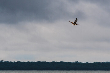 pelican in flight