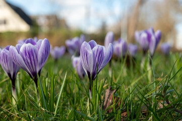 Spring in the city, blossom of colorful crocusses in sunny day