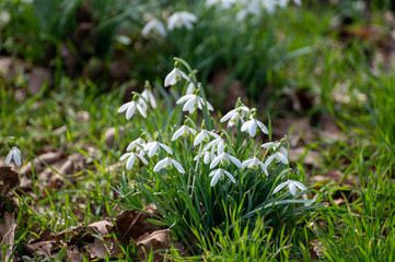 Galanthus nivalis first spring flowers or white snowdrops