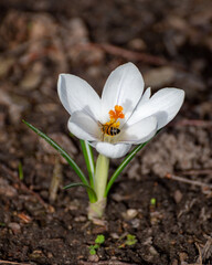 First spring flowers, blossom of white crocusses and flying bee