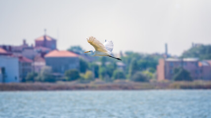 Fototapeta na wymiar The flight of the little egret. The heron flies over the city pond.