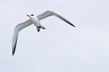 seagull in flight over grey background