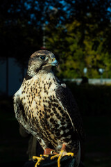 portrait of a eagle