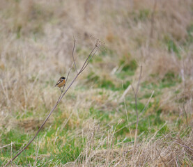 a stonechat keeping a lookout out on a light misty day