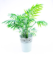 Pure Tranquility Isolated Areca Palm in Pot White Background Air-Purifying Elegance Interior Design Indoor Greenery Botanical Elegance