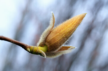 Magnolia bud