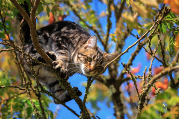 Striped Cat Climbing in a Tree in Autumn