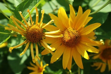 False sunflower (Heliopsis helianthoides) growing in the park