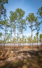 Beautiful tall trees in a nature park