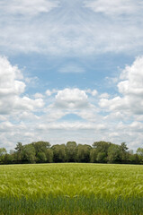 Obraz premium Summertime fields and clouds and blue skies