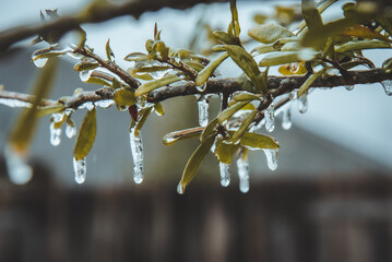 Ice from Texas Winter storm frozen on tree